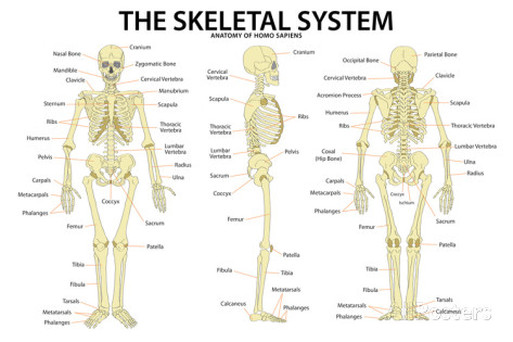 skeletal system - My Site